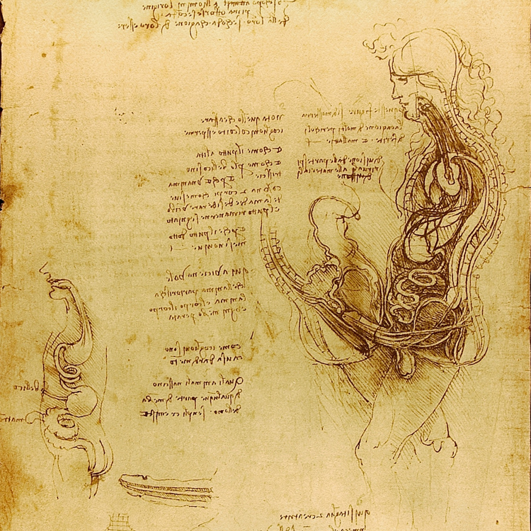 Coition of a Hemisected Man and Woman, Leonardo da Vinci, circa 1492, Public Domain